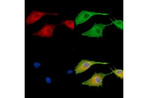 ABIN7096023 and ABIN7100085 staining  cells by IF/ICC. (MAPK1IP1L Antikörper)
