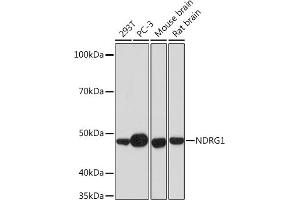 Western blot analysis of extracts of various cell lines, using NDRG1 Rabbit mAb (ABIN7268783) at 1:1000 dilution. (NDRG1 Antikörper)