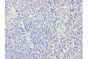 Immunohistochemistry of paraffin-embedded human tonsil tissue using ABIN7176252 at dilution of 1:100