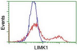Image no. 3 for anti-LIM Domain Kinase 1 (LIMK1) antibody (ABIN1499145) (LIM Domain Kinase 1 Antikörper)