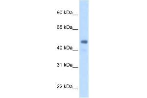 FGG antibody used at 2. (FGG Antikörper  (Middle Region))