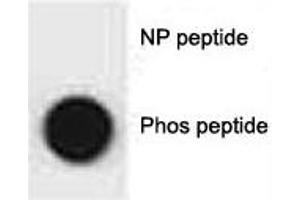 Dot blot analysis of phospho-p62 antibody. (SQSTM1 Antikörper  (pSer207))