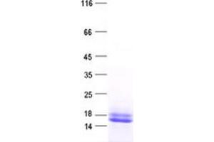 Western Blotting (WB) image for Protein Phosphatase 4, Regulatory Subunit 4 (PPP4R4) protein (His tag) (ABIN2729507)