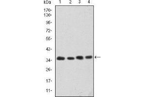 Western blot analysis using CDK5 mouse mAb against Hela (1), K562 (2), PC-12 (3) and Cos7 (4) cell lysate. (CDK5 Antikörper)