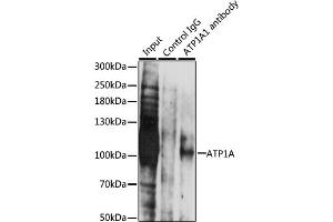 Immunoprecipitation analysis of 200 μg extracts of LO2 cells, using 3 μg  antibody (ABIN1512611, ABIN3021021, ABIN3021022, ABIN1513797 and ABIN6213916). (ATP1A (AA 551-850) Antikörper)