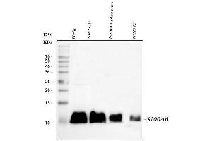 Western blot analysis of S100A6 using anti-S100A6 antibody (ABIN3043320). (S100A6 Antikörper  (AA 1-90))
