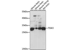 Western blot analysis of extracts of various cell lines, using TSSK3 antibody. (TSSK3 Antikörper)
