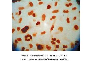 Image no. 7 for anti-DNA Repair Protein Apurinic Endonuclease antibody (ABIN5693483) (DNA Repair Protein Apurinic Endonuclease Antikörper)