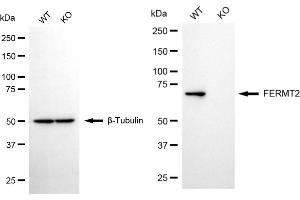 Western blotting analysis using FERMT2 antibody (ABIN7798592). (FERMT2 Antikörper)