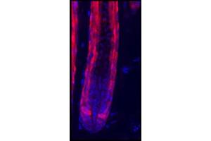 Immunofluorescence Microscopy of Rabbit Anti-RFP antibody. (RFP Antikörper)