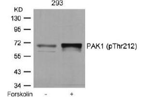 Image no. 1 for anti-P21-Activated Kinase 1 (PAK1) (pThr212) antibody (ABIN196879) (PAK1 Antikörper  (pThr212))