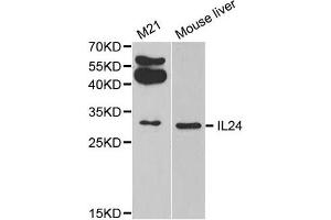 Western Blotting (WB) image for anti-Interleukin 24 (IL24) antibody (ABIN1875418) (IL-24 Antikörper)