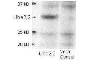 Western blot using  affinity purified anti-Ube2j2 antibody shows detection of Ube2j2 in 293 cells over-expressing Myc-Ube2j2 (Lane 1). (UBE2J2 Antikörper  (Internal Region))