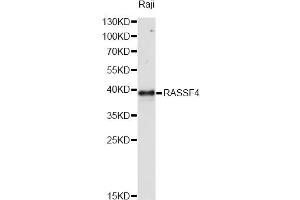 Western blot analysis of extracts of Raji cells, using RASSF4 antibody (ABIN6292746) at 1:1000 dilution.