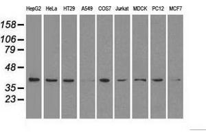 Western blot analysis of extracts (35 µg) from 9 different cell lines by using anti-MAPK1 monoclonal antibody. (ERK2 Antikörper)