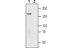 Western Blotting (WB) image for anti-Sodium Channel, Voltage-Gated, Type XI, alpha Subunit (SCN11A) (AA 1748-1765), (Intracellular) antibody (ABIN7043656)