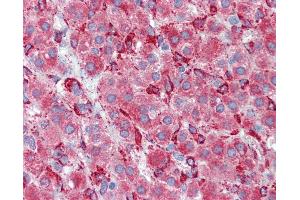 Anti-SERPINH1 / HSP47 antibody IHC of human adrenal.