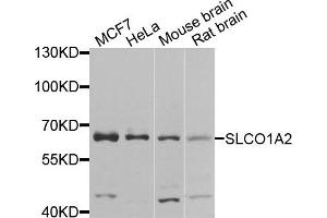 Western blot analysis of extracts of various cells, using SLCO1A2 antibody. (SLCO1A2 Antikörper)