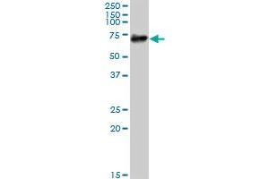 Western Blotting (WB) image for anti-Prostaglandin-Endoperoxide Synthase 1 (Prostaglandin G/H Synthase and Cyclooxygenase) (PTGS1) (AA 1-599) antibody (ABIN519474)