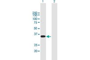 Western Blot analysis of WBP2 expression in transfected 293T cell line by WBP2 MaxPab polyclonal antibody.