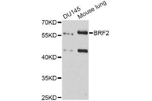 Western blot analysis of extracts of various cell lines, using BRF2 antibody (ABIN5996700) at 1:3000 dilution. (BRF2 Antikörper)