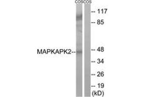 Western blot analysis of extracts from COS cells, using MAPKAPK2 (Ab-272) Antibody. (MAPKAP Kinase 2 Antikörper  (AA 238-287))