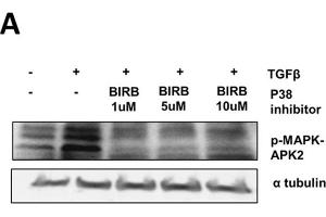 Western Blotting (WB) image for anti-alpha Tubulin (TUBA1) (C-Term) antibody (ABIN964563)