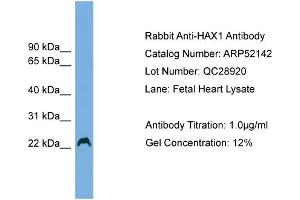 WB Suggested Anti-HAX1  Antibody Titration: 0.
