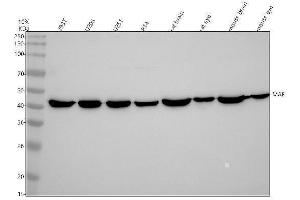 Western blot analysis of MAF using anti-MAF antibody (ABIN7604171).