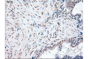 Immunohistochemistry (IHC) image for anti-POU Class 5 Homeobox 1 (POU5F1) antibody (ABIN1500354) (OCT4 Antikörper)