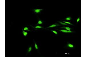 Immunofluorescence of purified MaxPab antibody to H2AFY2 on HeLa cell. (H2AFY2 Antikörper  (AA 1-372))