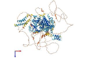 ERCC6L Protein (AA 1-1250) (His tag)
