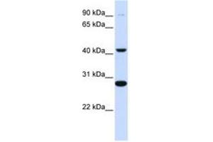 Image no. 1 for anti-Cytochrome B-561 (CYB561) (AA 144-193) antibody (ABIN6743085)