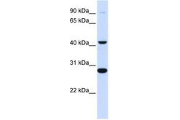 CYB561 antibody  (AA 144-193)