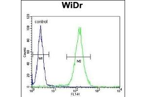 FBXO34 Antibody (C-term) (ABIN651879 and ABIN2840436) flow cytometric analysis of WiDr cells (right histogram) compared to a negative control cell (left histogram). (FBXO34 Antikörper  (C-Term))