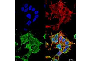 Immunofluorescence (fixed cells) (IF/ICC) image for anti-Amiloride-Sensitive Cation Channel 2, Neuronal (ACCN2) (AA 460-526) antibody (Atto 390) (ABIN2483682)