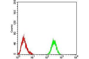 Flow cytometric analysis of Raji cells using PLCG1 mouse mAb (green) and negative control (red). (Phospholipase C gamma 1 Antikörper  (AA 1192-1291))