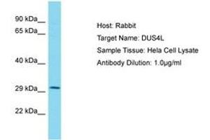 Image no. 1 for anti-Dihydrouridine Synthase 4-Like (DUS4L) (AA 38-87) antibody (ABIN6750560) (DUS4L Antikörper  (AA 38-87))
