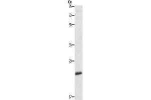 Western Blotting (WB) image for anti-Autophagy Related 10 (ATG10) antibody (ABIN2429199) (ATG10 Antikörper)