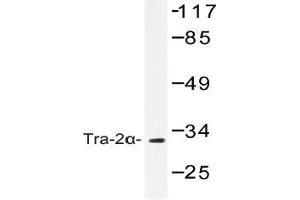 Western blot (WB) analysis of Tra-2alpha antibody in extracts from COS-7 cells. (TRA2A Antikörper)