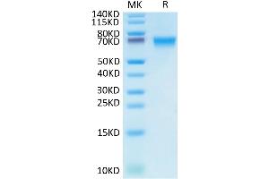 Biotinylated Human LILRB1 on Tris-Bis PAGE under reduced condition. (LILRB1 Protein (AA 24-458) (His-Avi Tag,Biotin))