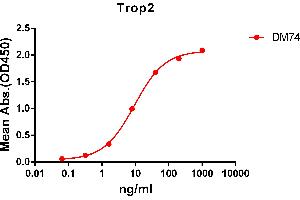 ELISA plate pre-coated by 2 μg/mL (100 μL/well) Human Trop2 protein, mFc-His tagged protein ((ABIN6961178, ABIN7042385 and ABIN7042386)) can bind Rabbit anti-Trop2 monoclonal antibody(clone: DM74) in a linear range of 1-100 ng/mL. (TACSTD2 Antikörper  (AA 27-274))