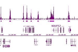 BRD3 antibody (pAb) tested by ChIP-Seq. (BRD3 Antikörper  (C-Term))