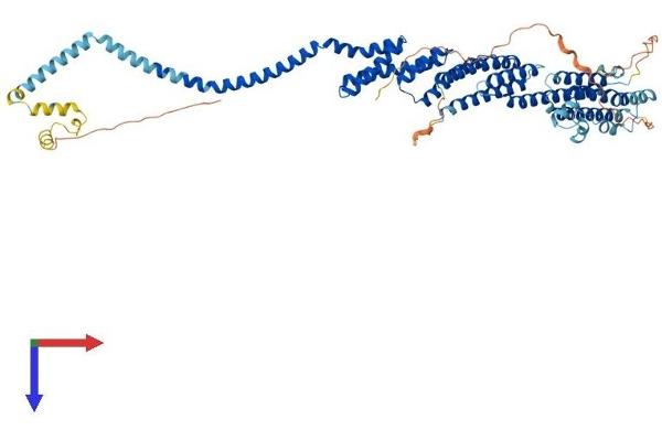 COG8 Protein (AA 1-612) (His tag)