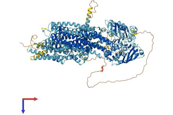 ABCC6 Protein (AA 1-1503) (His tag)