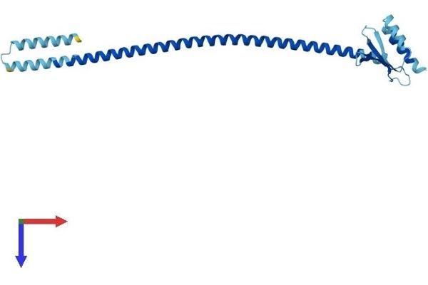 SPC25 Protein (AA 1-224) (His tag)