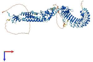 LRRC8D Protein (AA 1-859) (His tag)