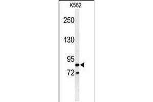 Western blot analysis of AVIL Antibody in K562 cell line lysates (35ug/lane) (Advillin Antikörper  (N-Term))