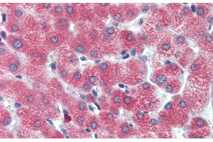 Human Liver; Immunohistochemistry with Human Liver cell lysate tissue at an antibody concentration of 5. (DBP Antikörper  (Middle Region))