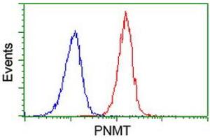 Image no. 1 for anti-Phenylethanolamine N-Methyltransferase (PNMT) antibody (ABIN1500307) (PNMT Antikörper)